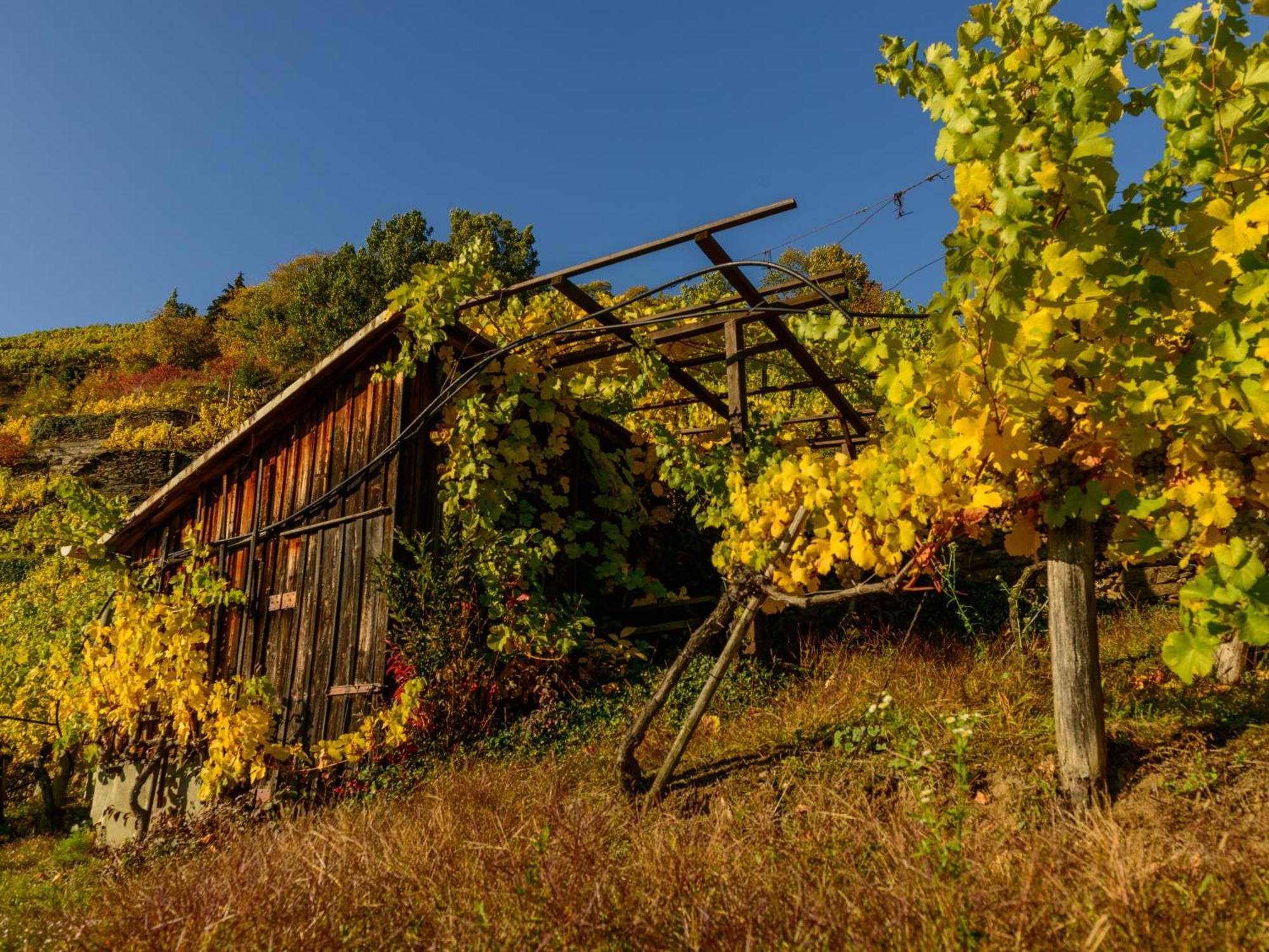 Ferienwohnung Weinbergblick Rohrendorf bei Krems Buitenkant foto